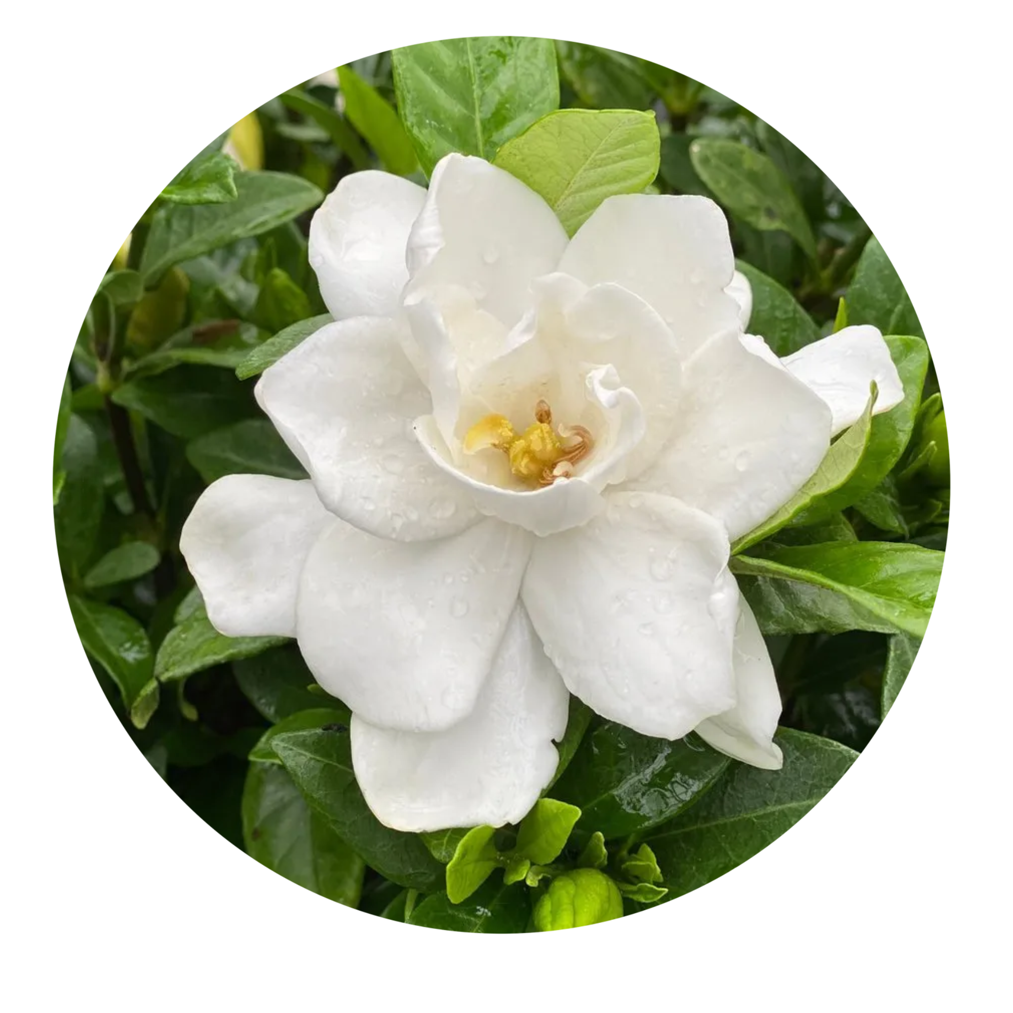 Gardenia